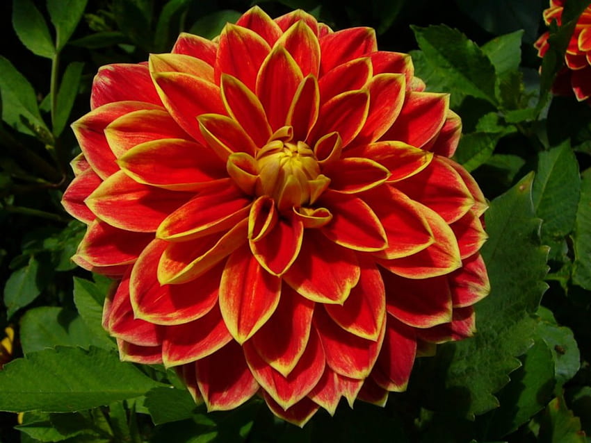á¦¸.â¢ In voller Blüte â¢.¸á¦, Blüte, Blume, Farben, Blütenblätter HD-Hintergrundbild